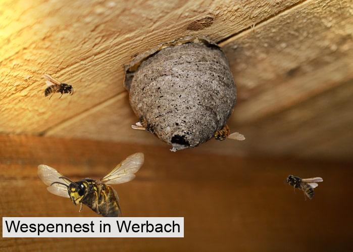 Wespennest in Werbach